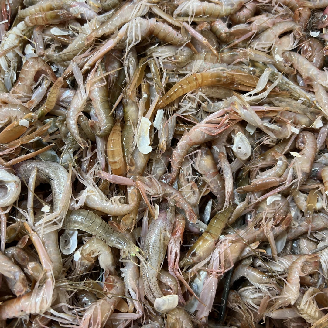 （小抓虾）渤海湾野生小抓虾嫌小勿拍！塘沽发货