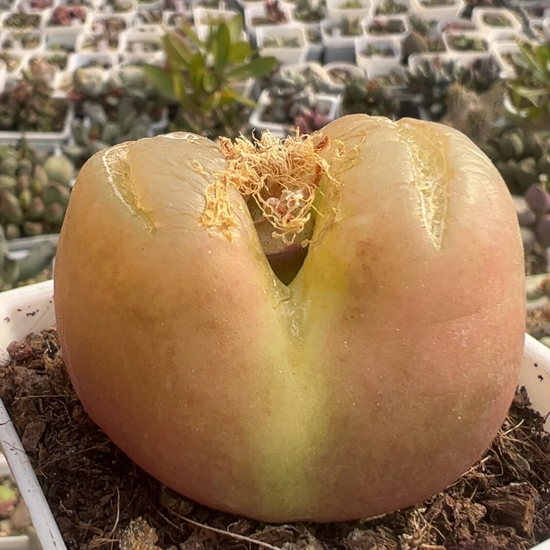 42水蜜桃大毛多肉水泡