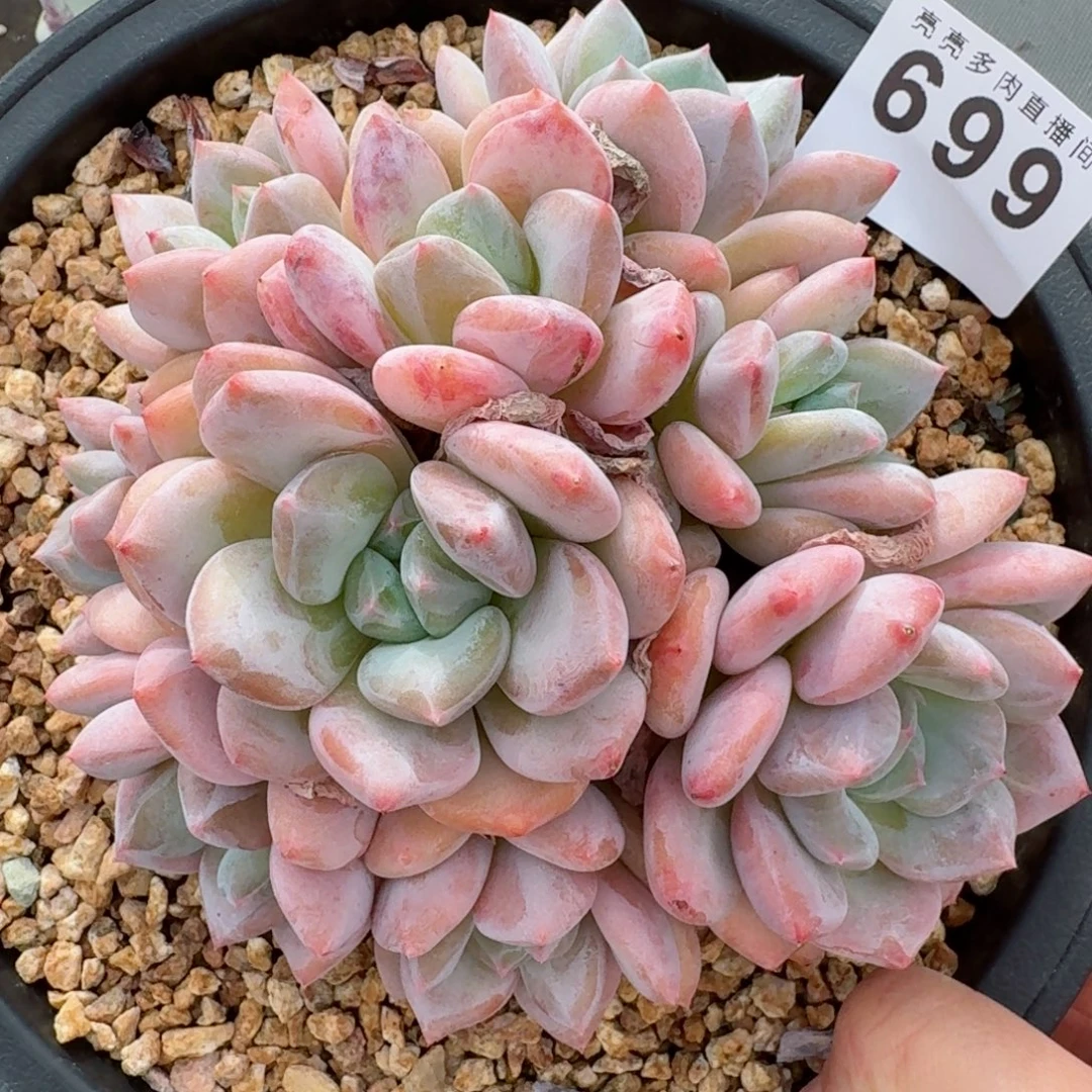 香橙      愿你一路坦途，乘风破浪展宏图