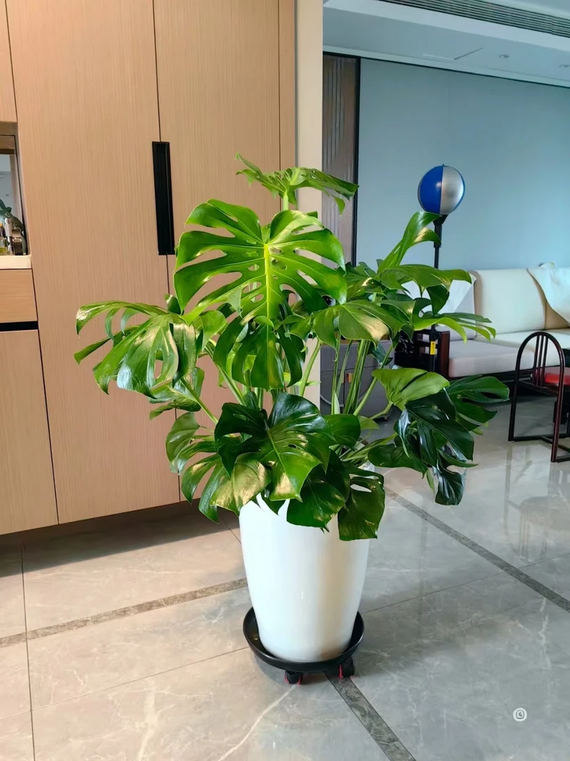 【超A类苗 基地直发】网红ins风绿植龟背竹净化空气美观环境加湿7