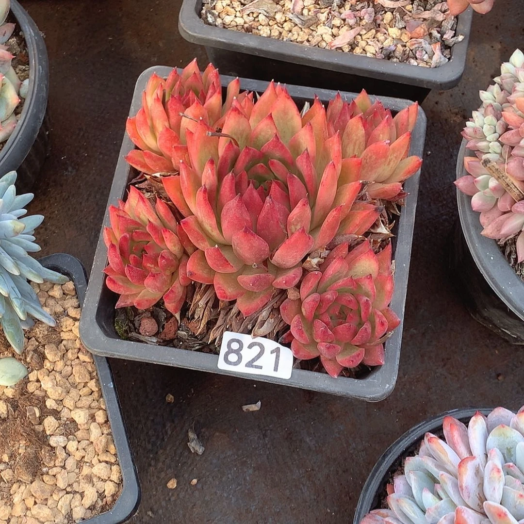 821 一物一拍多肉