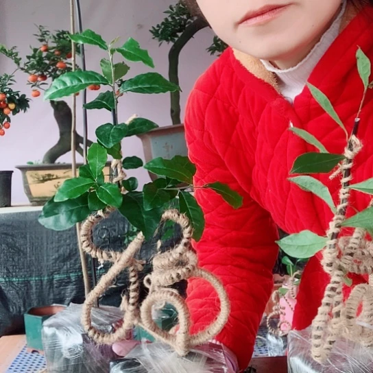 无花朵金弹子福。