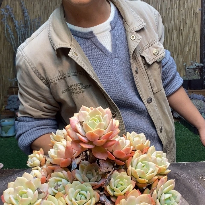 雨***虹247号恋曲多肉植物