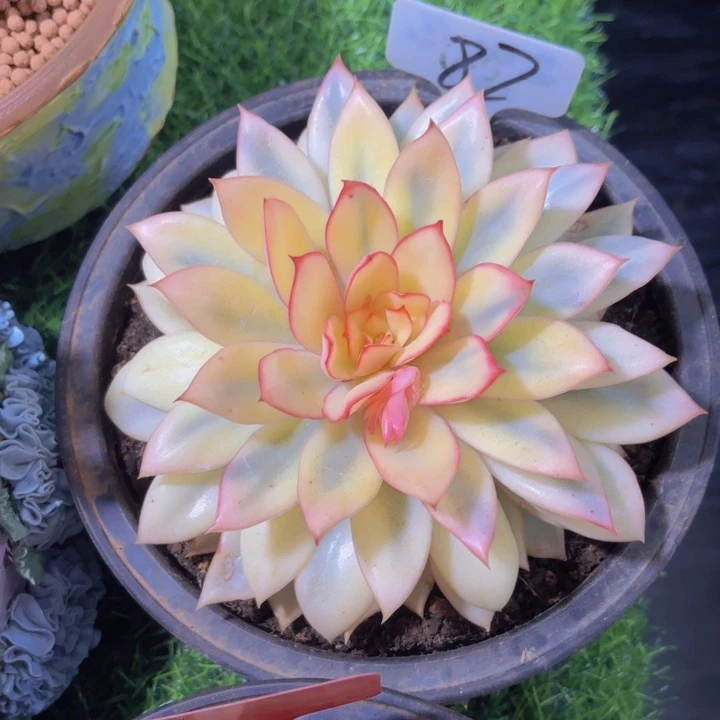 ?***?啦啦啦啦啦啦啦啦啦啊哈