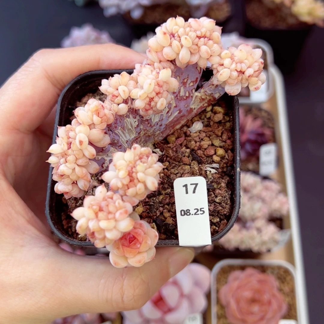 称***天好好看17、哈哈哈哈哈