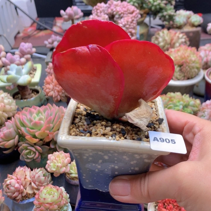 一物一拍含盆土满38包邮A905