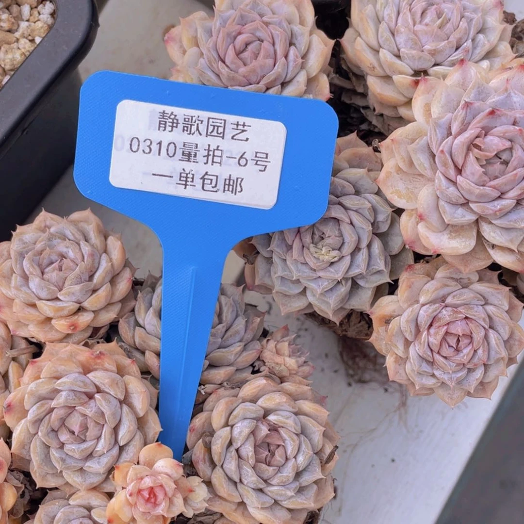 0310-6-大群玛丽贝尔一颗
