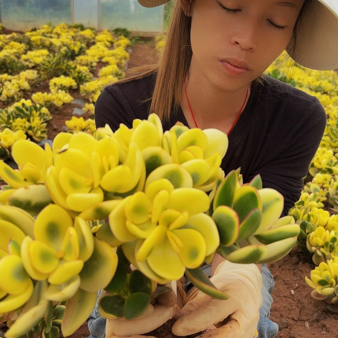 小号新花月锦多肉植物