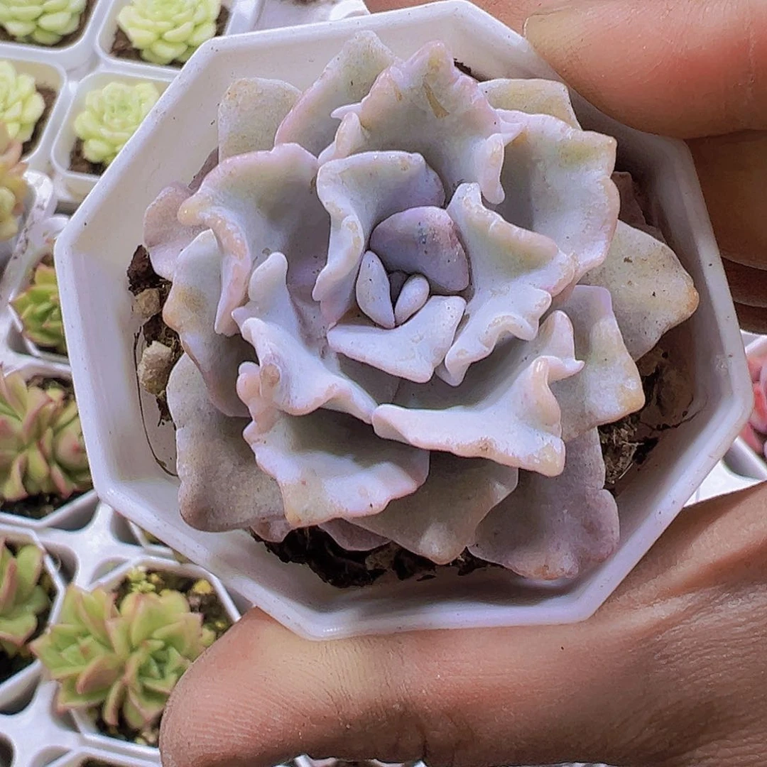 单头白饺子皮19包邮