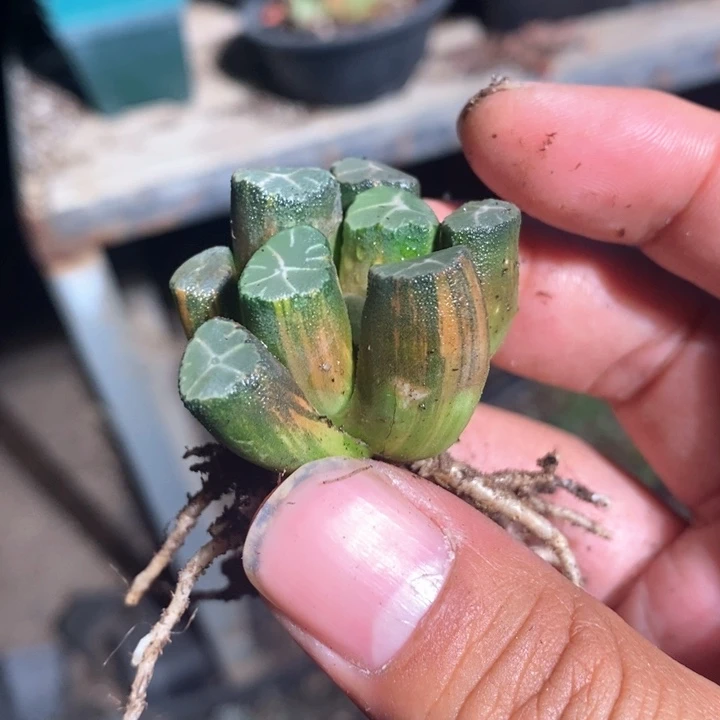 一**米2166 一颗开播福利