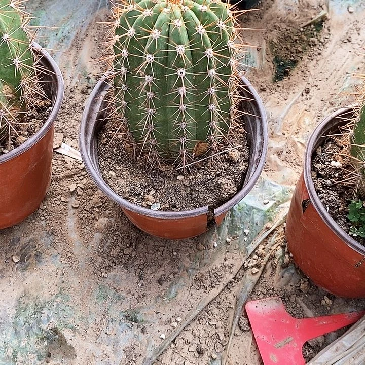 用****3流苏/脱土脱盆20包邮/