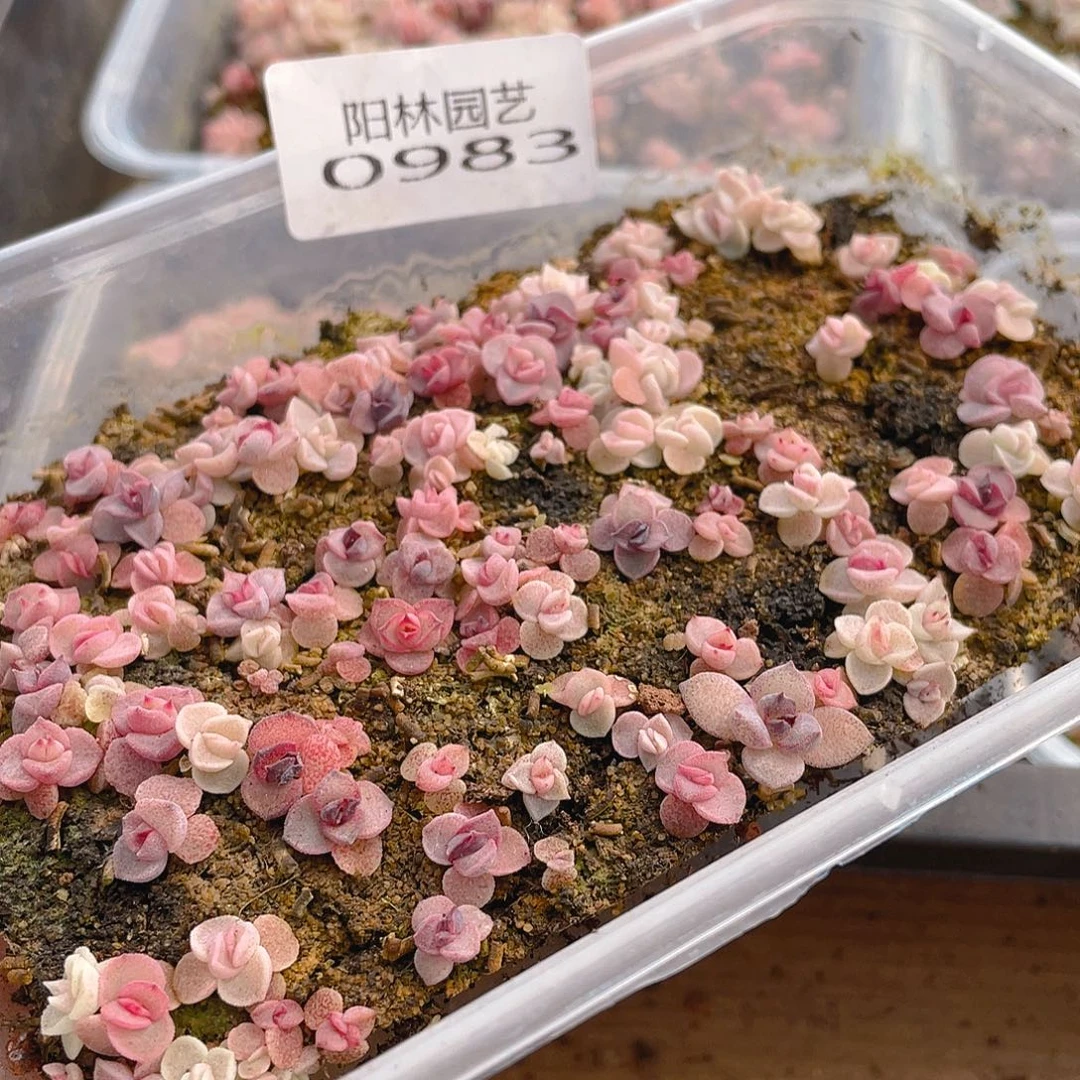 紫***x多肉植物多肉植物983