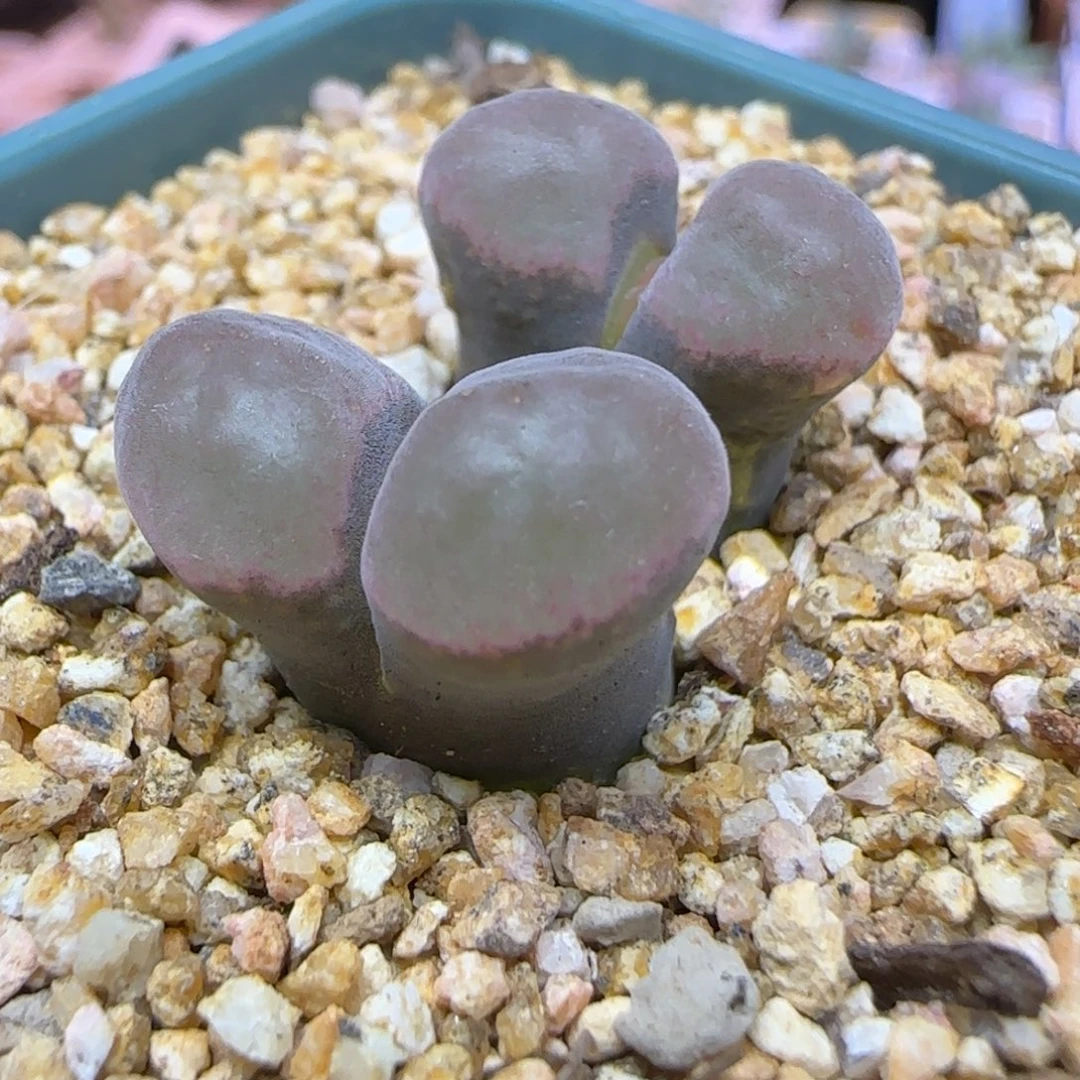 绒窗风铃双头多肉植物