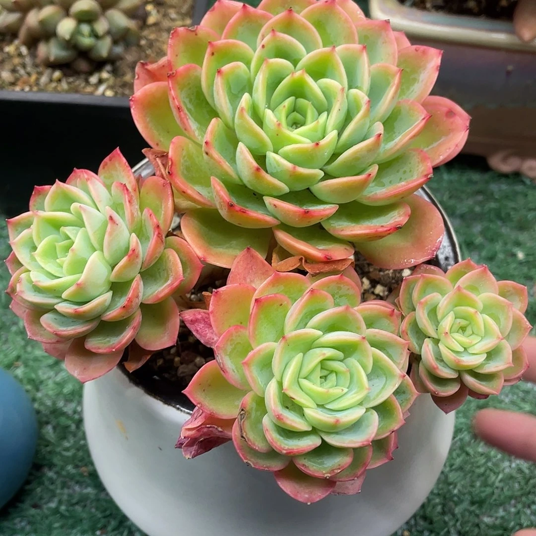 哈密瓜一物一拍38包邮非偏远