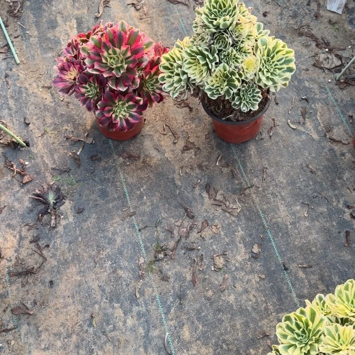 一单包邮不包侧枝22