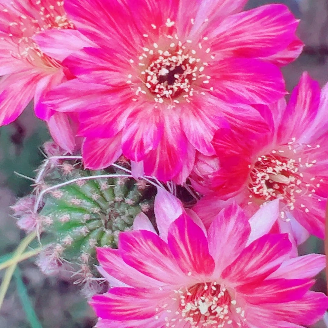 丽花 曼多拉侧芽厘米 满20包邮