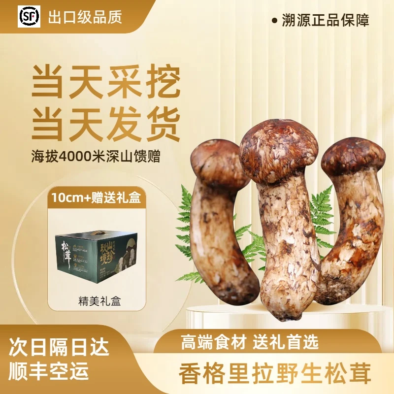 【自吃】鲜松茸当天采挖高海拔高端食材送礼首选顺丰空运包邮
