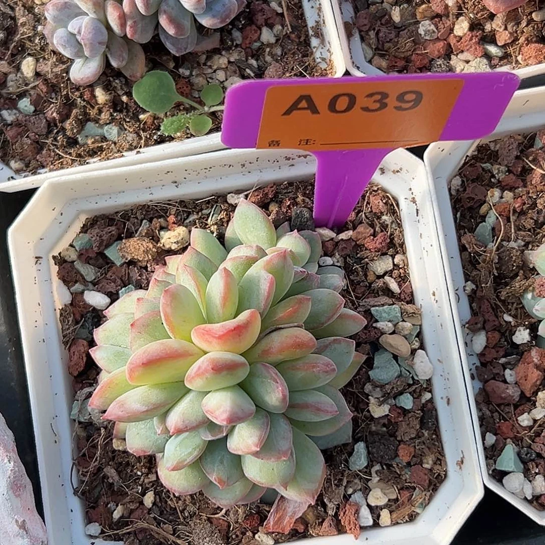冰***蕾多肉植物一物一拍