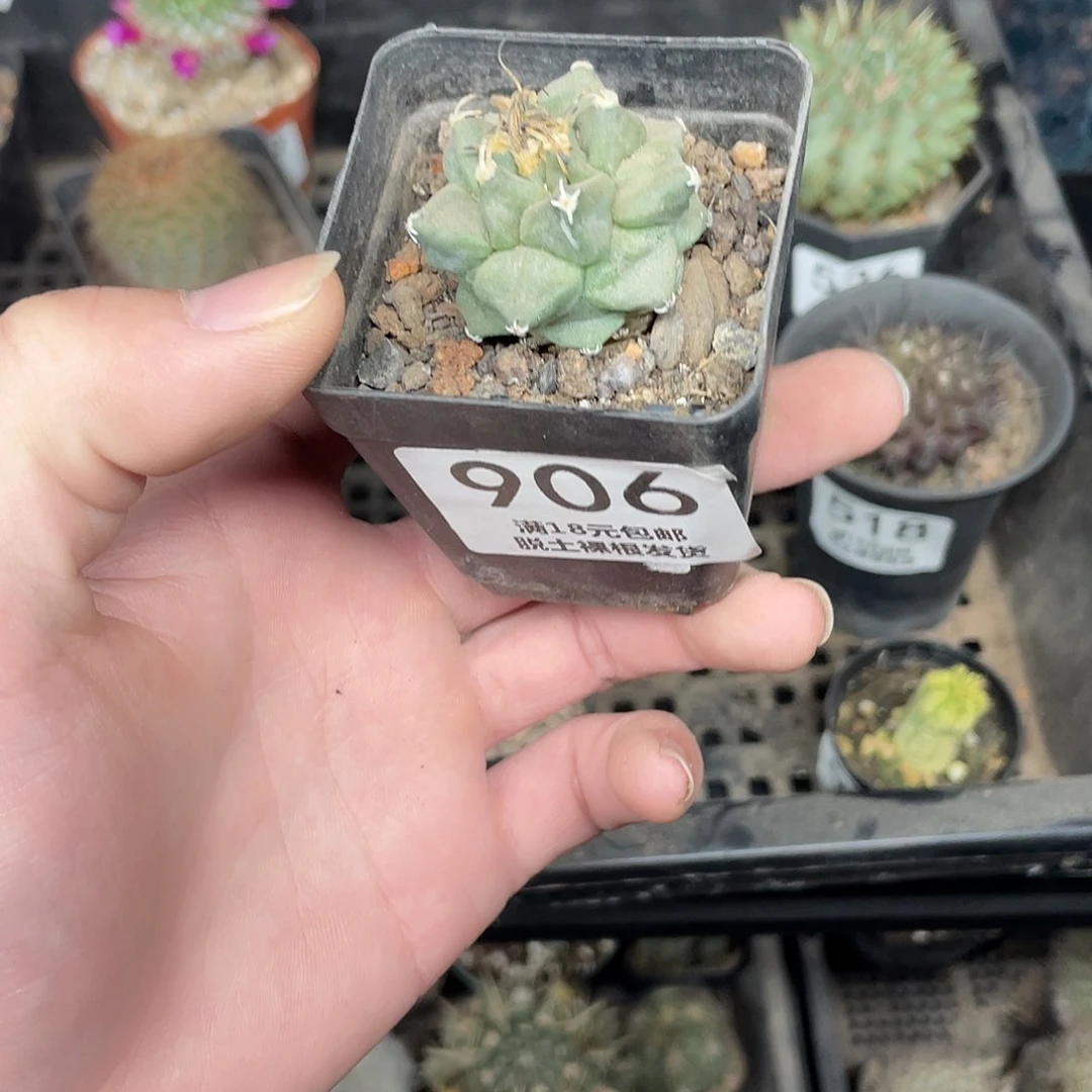 906赤花娇丽（满18包邮）