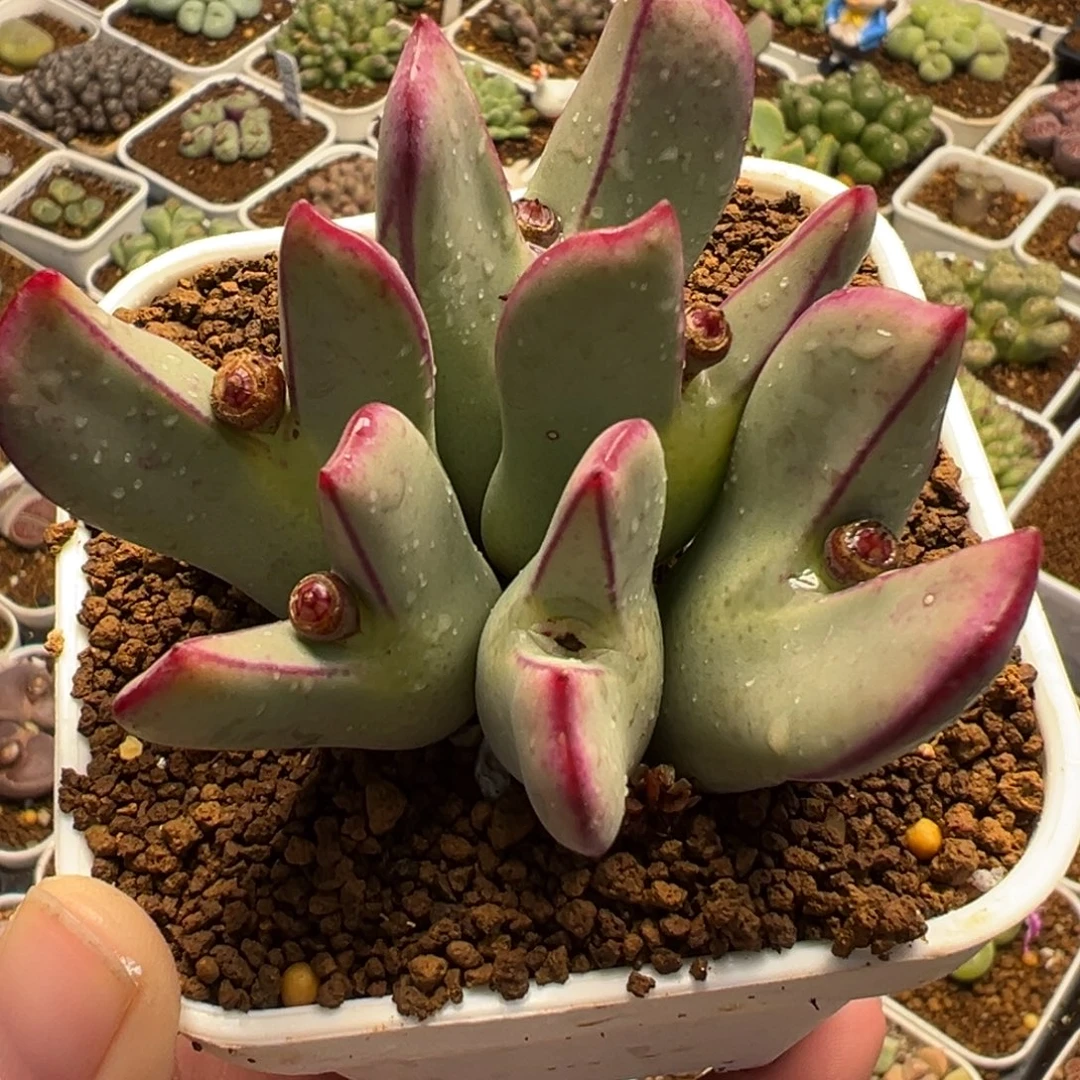 058多肉植物种类多样