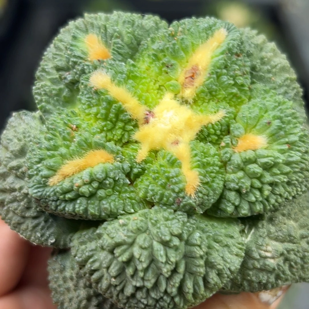 290 袖蒲嫁接仙人球