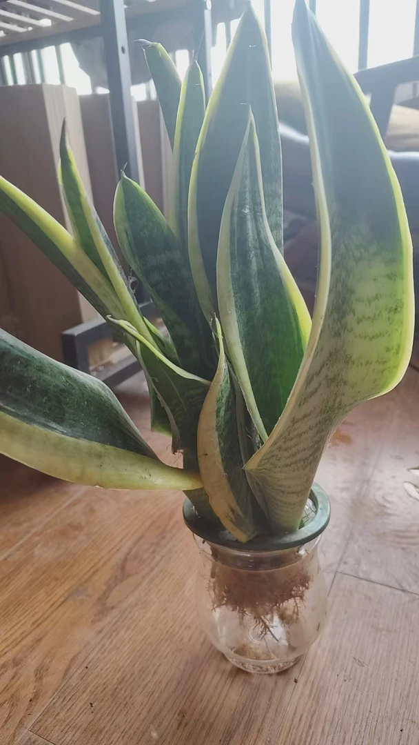 水培虎皮兰（拉萨发货）