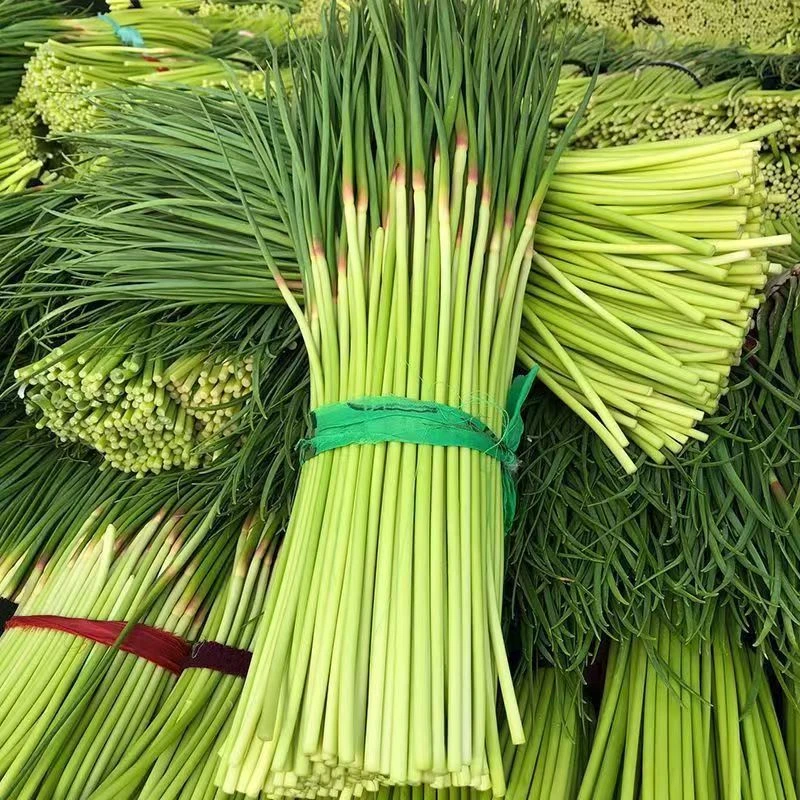 新鲜现发红帽蒜苔鲜嫩翠绿美味蔬菜