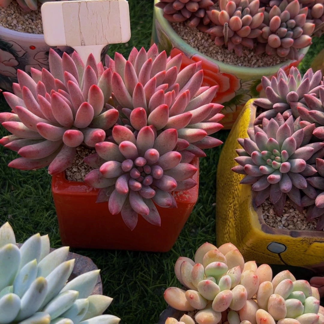 一****?流沙体虞美人多肉带盆