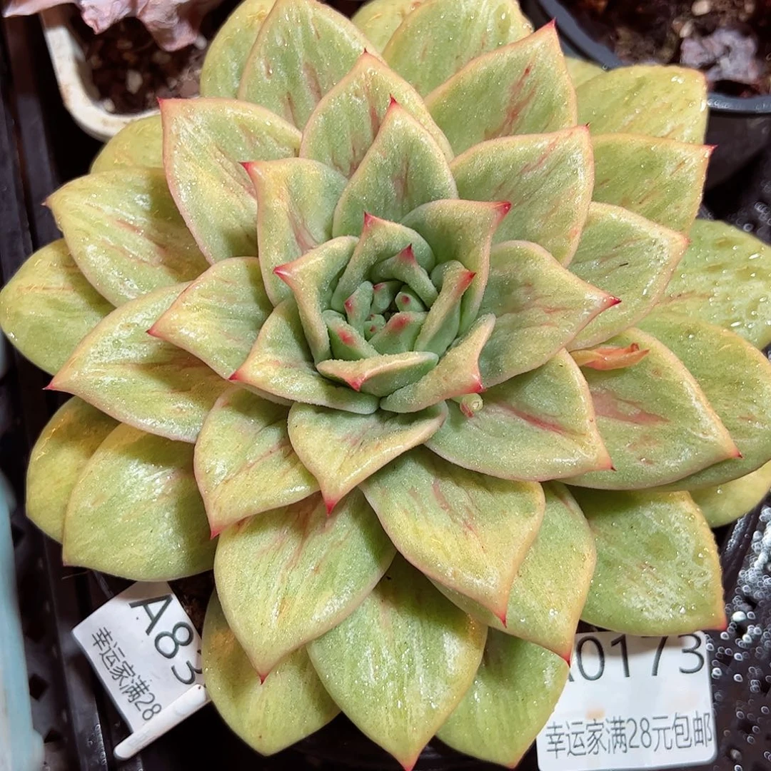 幸运的是我的朋友们