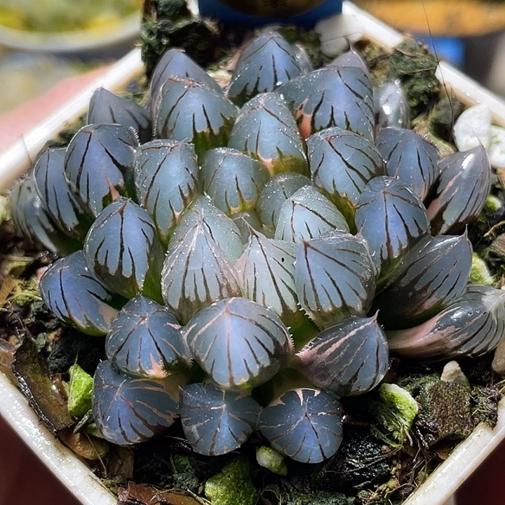 576霓虹灯锦母本福利