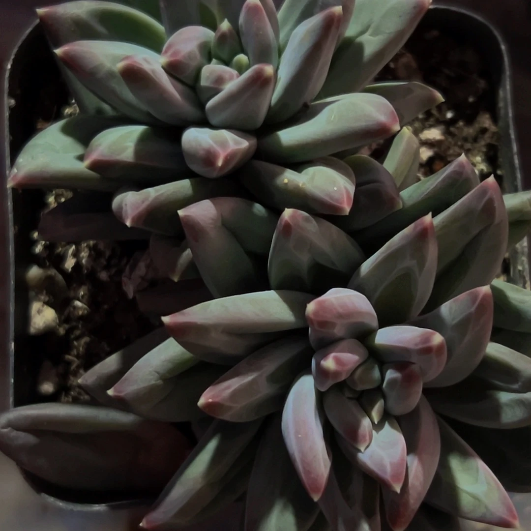 桔云多肉美人精品系列