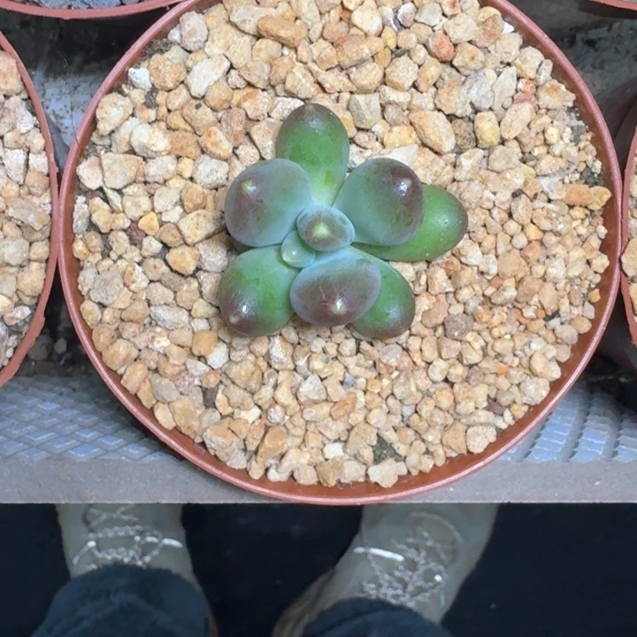 芭比亚 单头 一物一拍