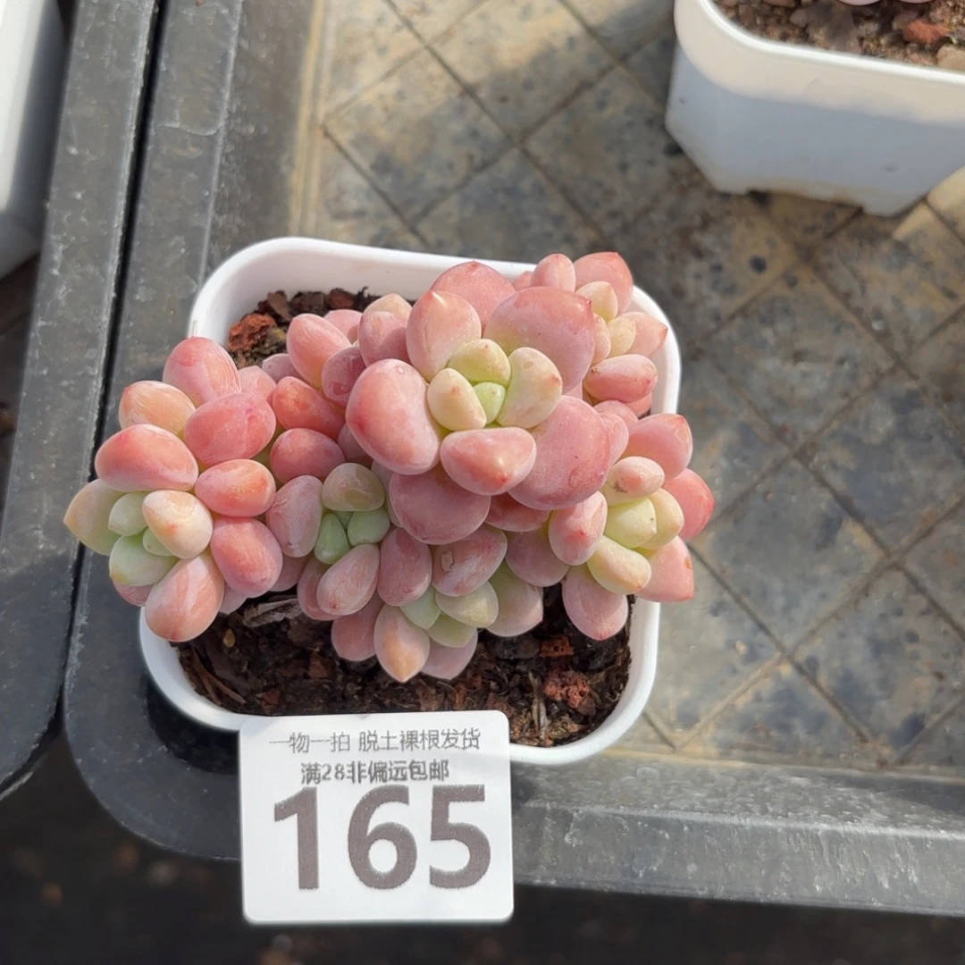 红洛神无盆土发货