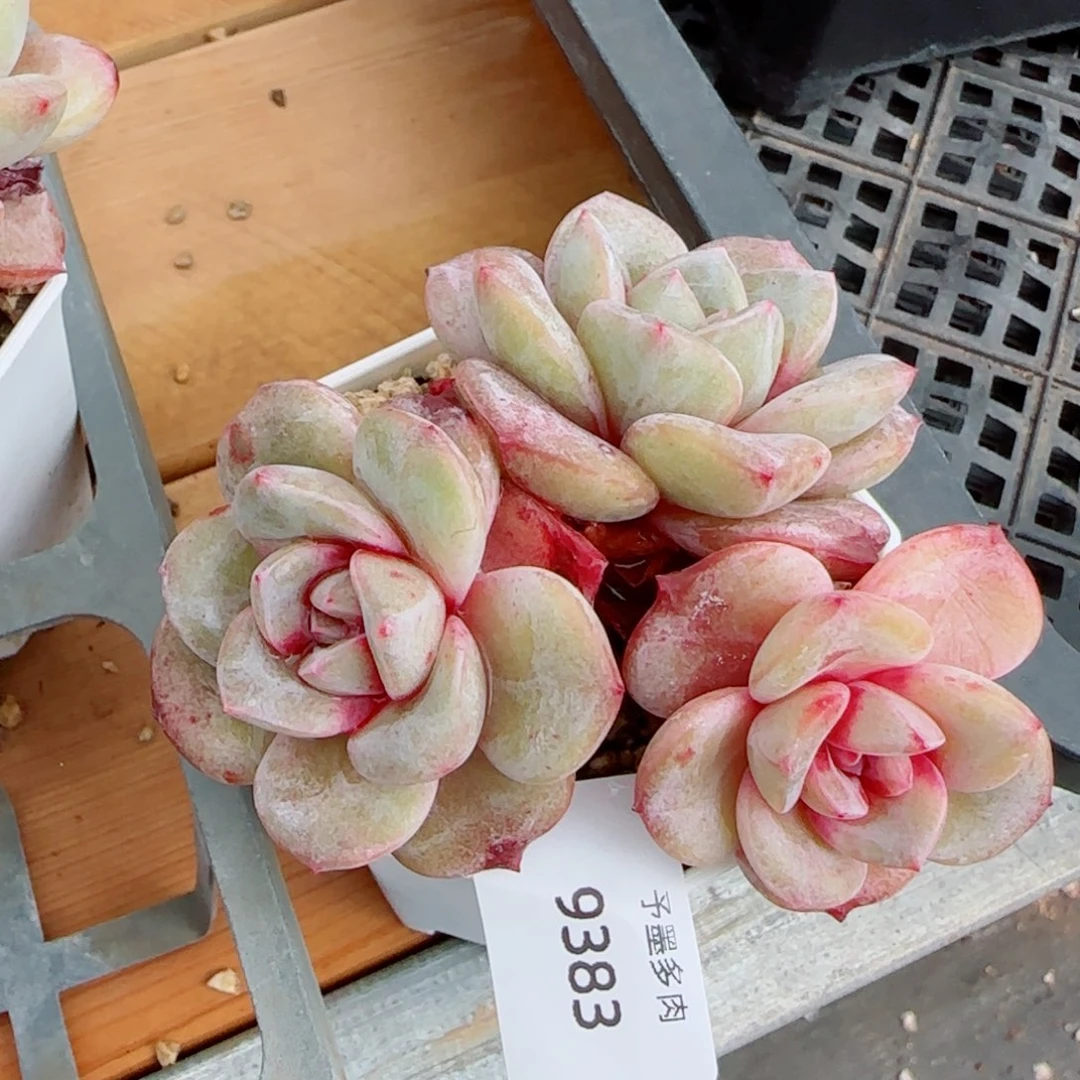 德国香槟，9383多肉植物