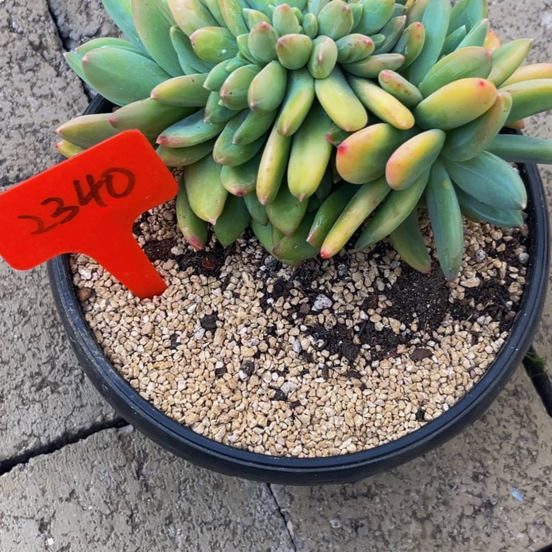 2340下午多肉植物群生