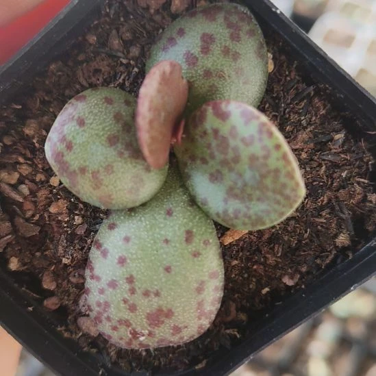 赤太古水泡多肉植物