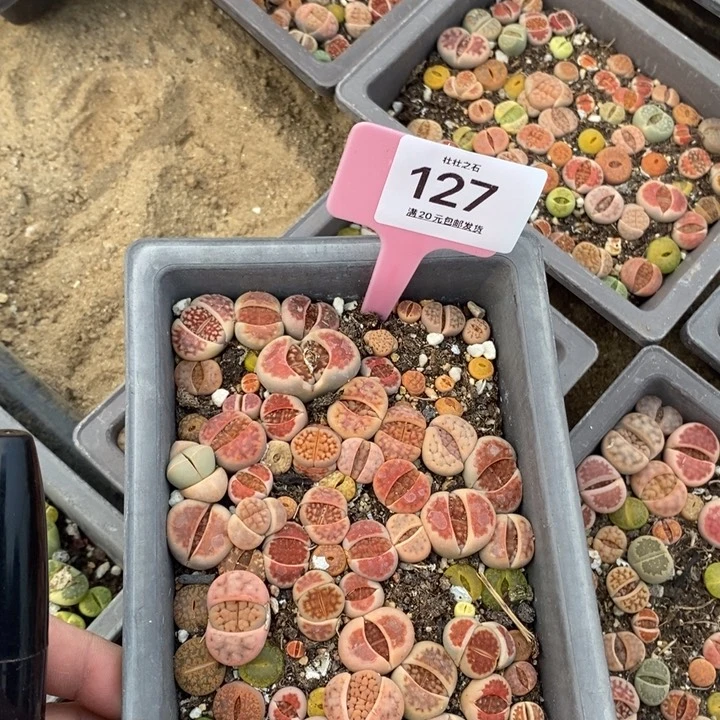 ?****127生石花小苗长