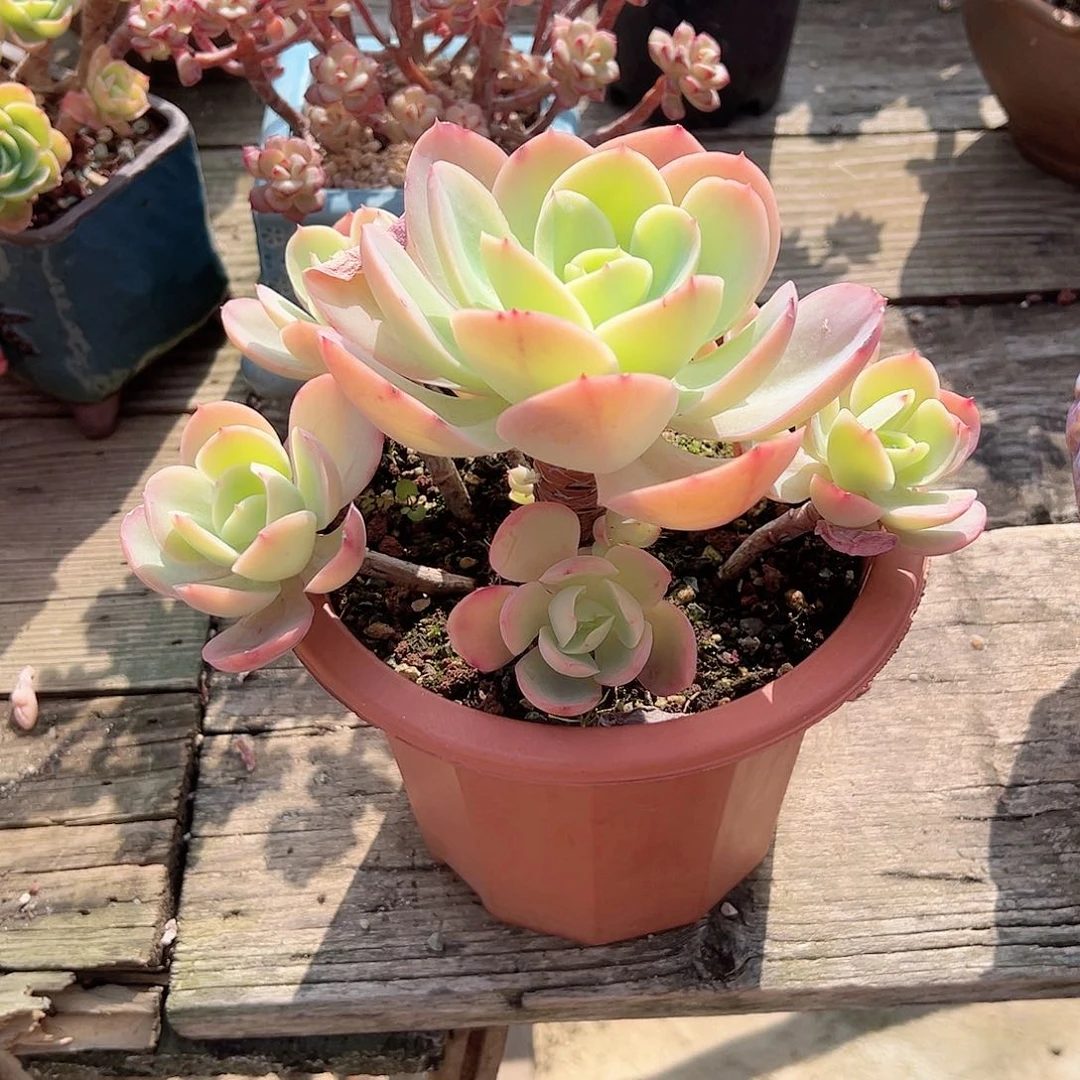 泡*骑兵碧桃多肉植物脱土