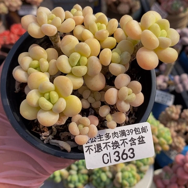 洛可可8cm363多肉植物