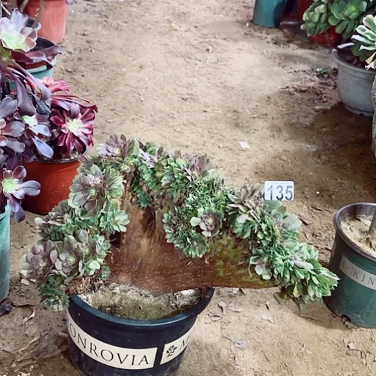 135万圣节缀老桩