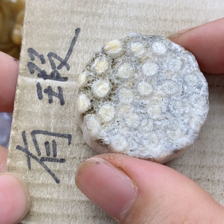 颈饰未镶嵌硅化珊瑚（珊瑚玉）用****5