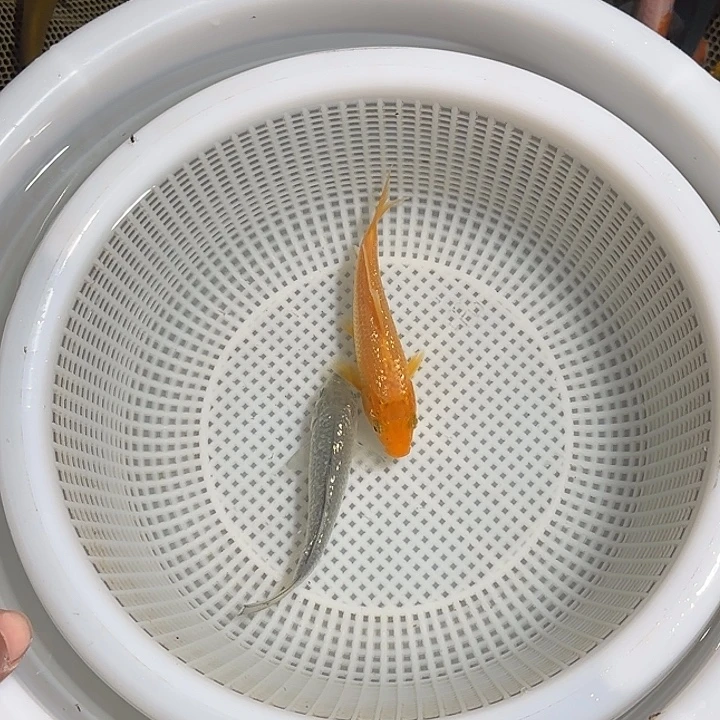 志***明海水锦鲤的故事是