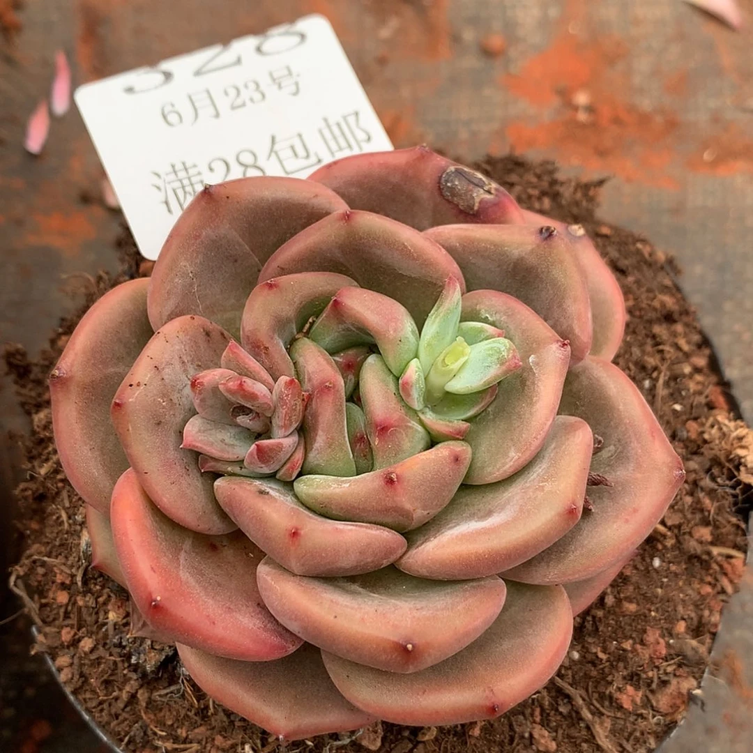 【闪购商品】云328号