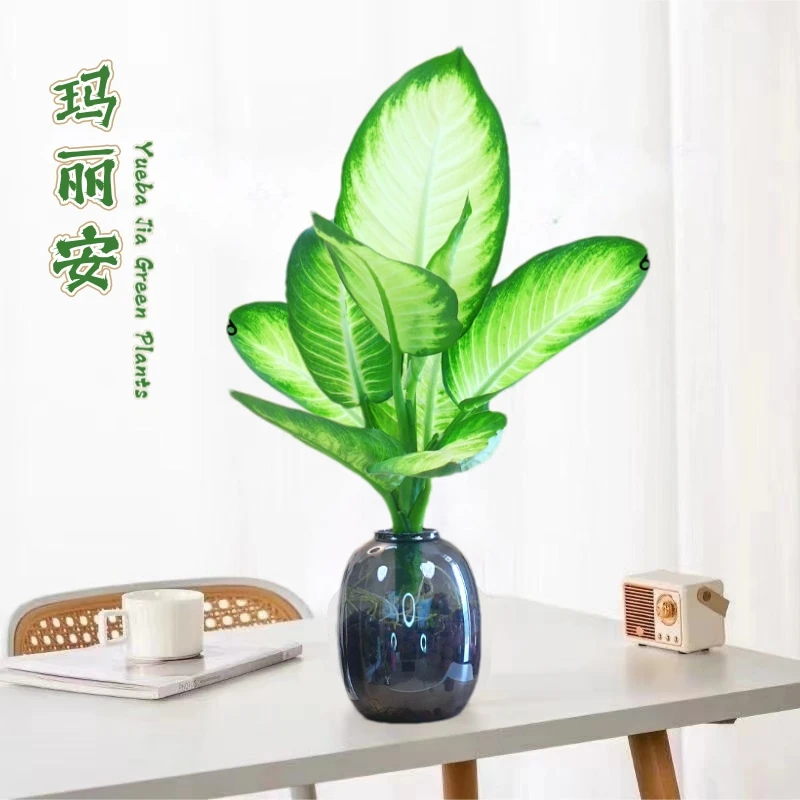 水培玛丽安万年青室内盆栽银皇后客厅绿植花卉四季常青好养易活
