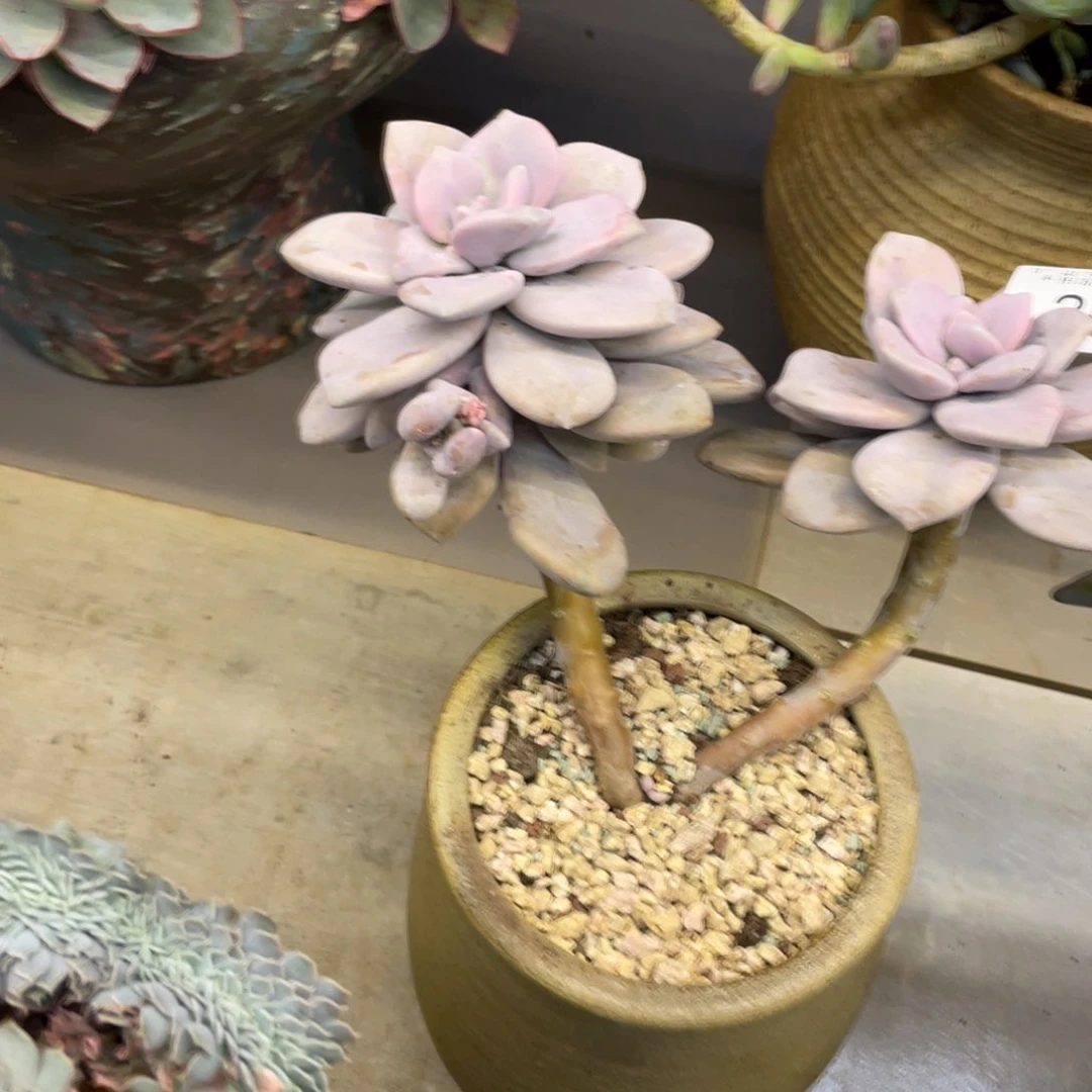 黑大帅多肉261桃爽。