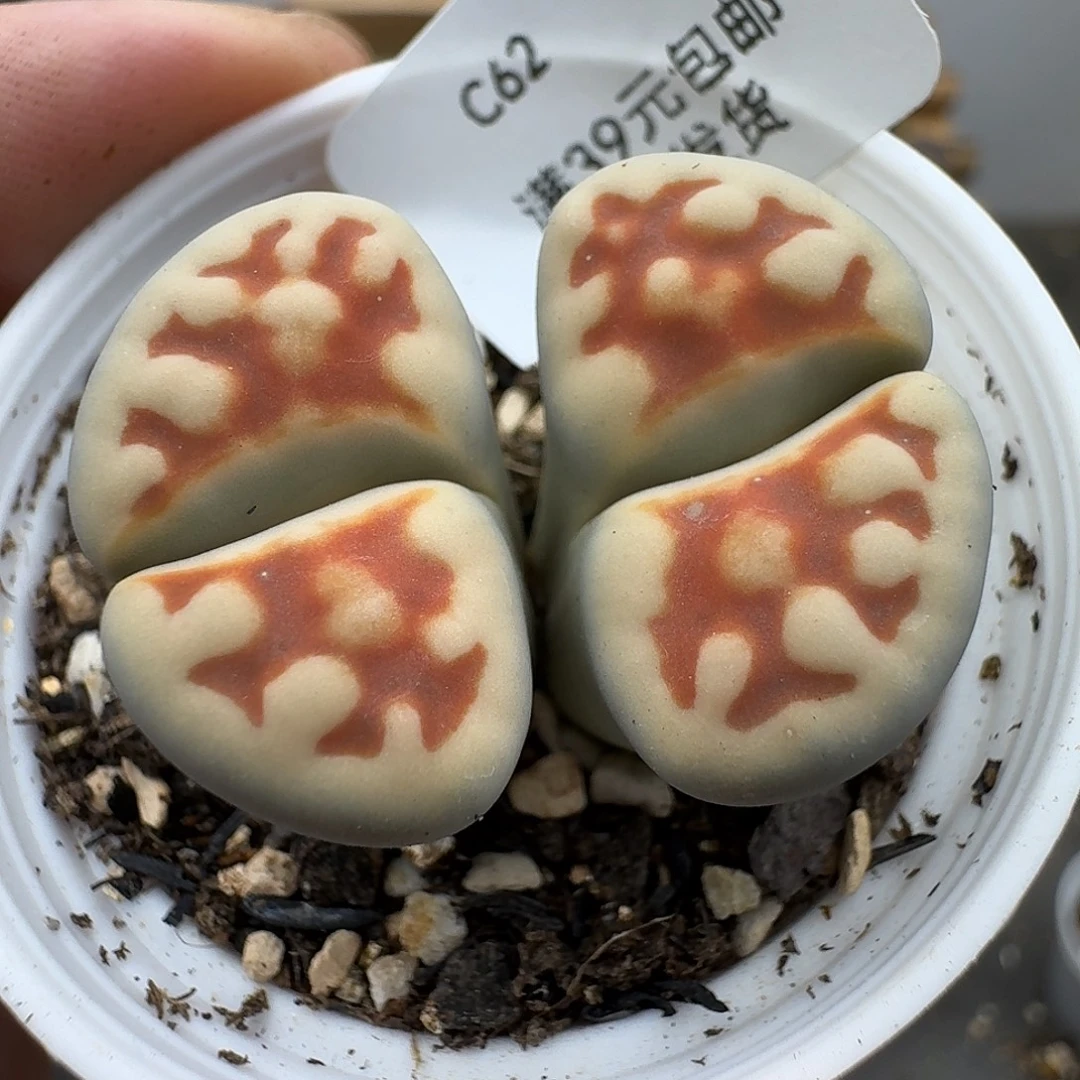 62多肉哈哈哈哈哈哈哈