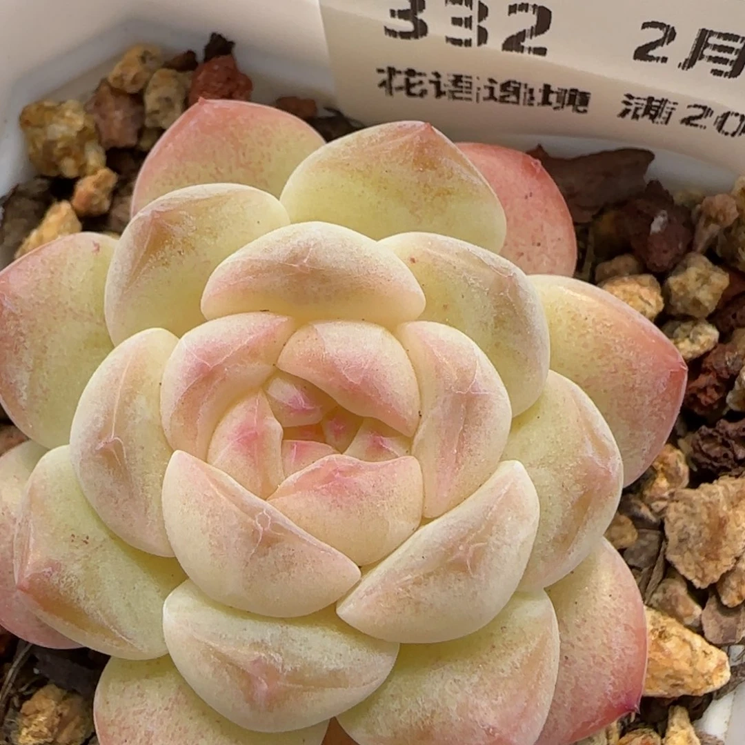 花语逸境0211-332