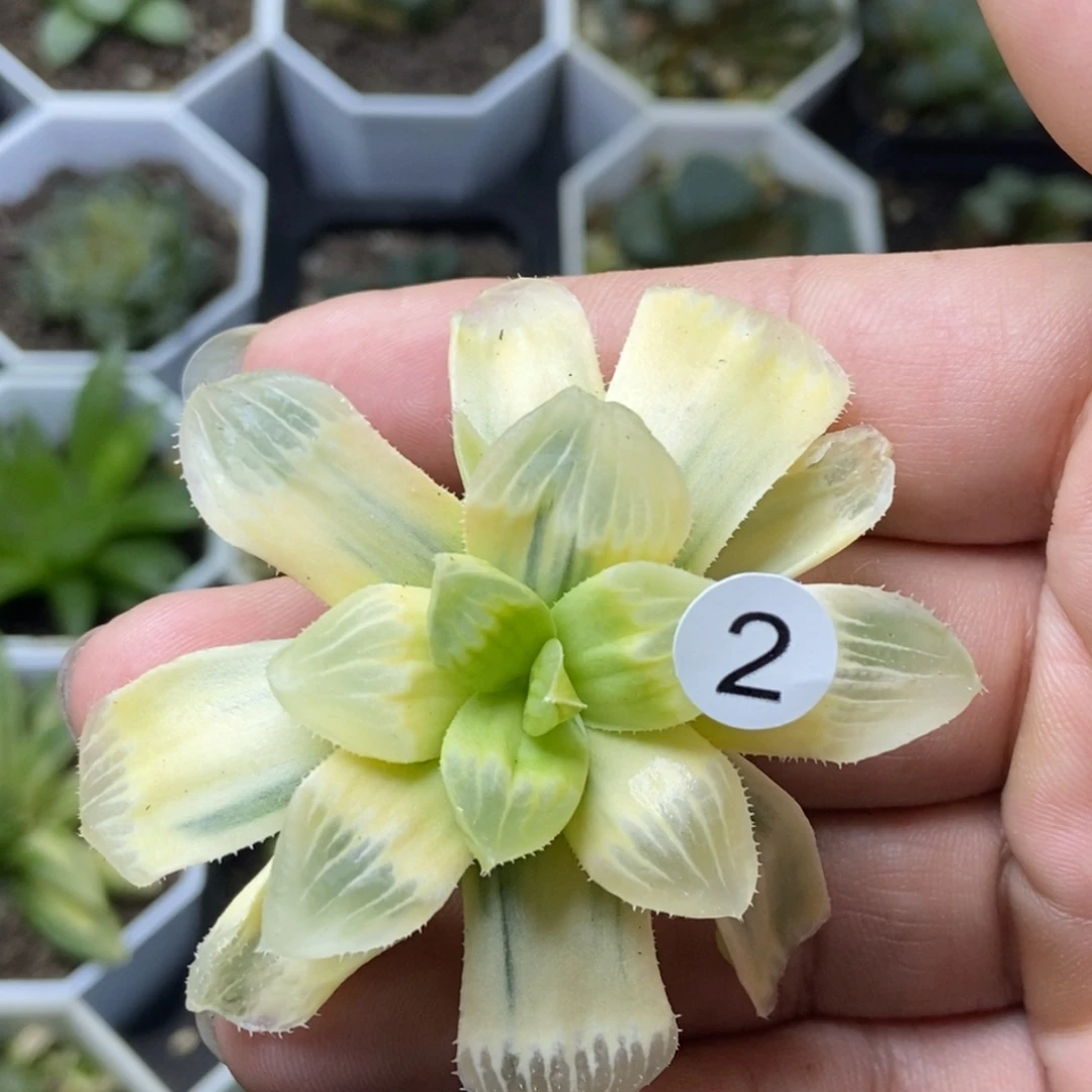 是是是是是是是是是寿