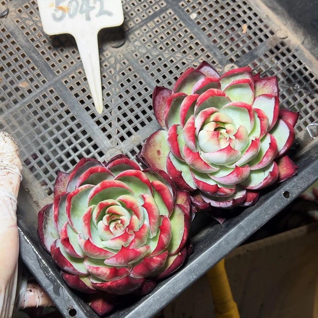 ℳ***℘惊鸿仙子两颗5042号