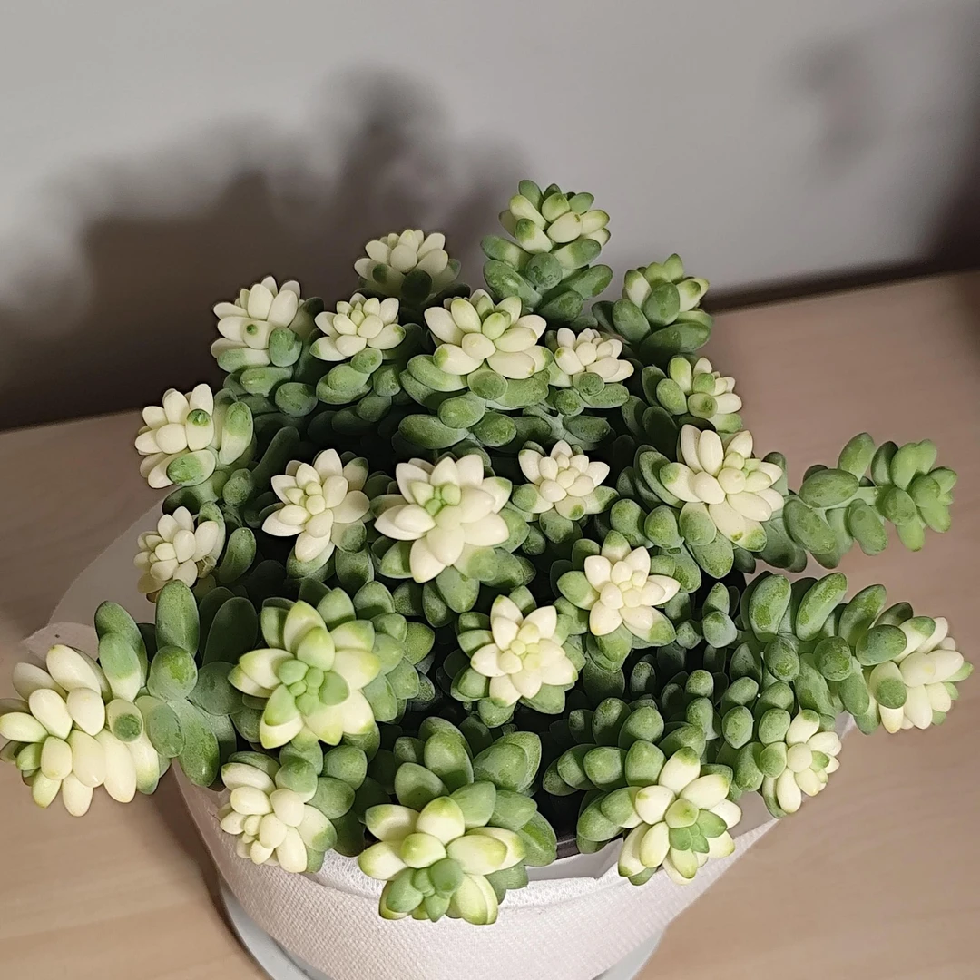 玉坠锦多肉盆栽多肉植物多头易爆盆室内外好养绿植盆栽